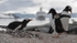 Gentoo on nest