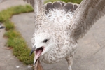 Seagull