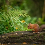 Red Squirrels portfolio