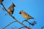 Waxwings