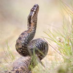 Print-Gold-David Bolton- wild Adder