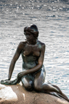 Little Mermaid