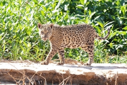 Jaguar walking