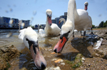 Mute Swan Urban environment_ MU_003