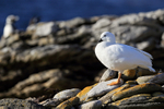 Kelp Goose (male), Carcass Island, Falklands