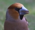 Hawfinch