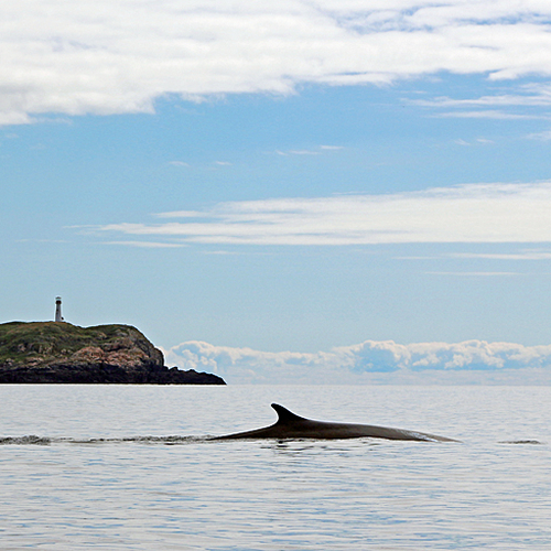 A Finback whale noses ahead of the Southwest Wolf Island solar Light Beacon.