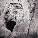 Bark # 7D