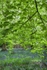 Beneath the Beech