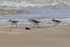 Sanderlings scuttling across a beach at Loch Indaal, Islay