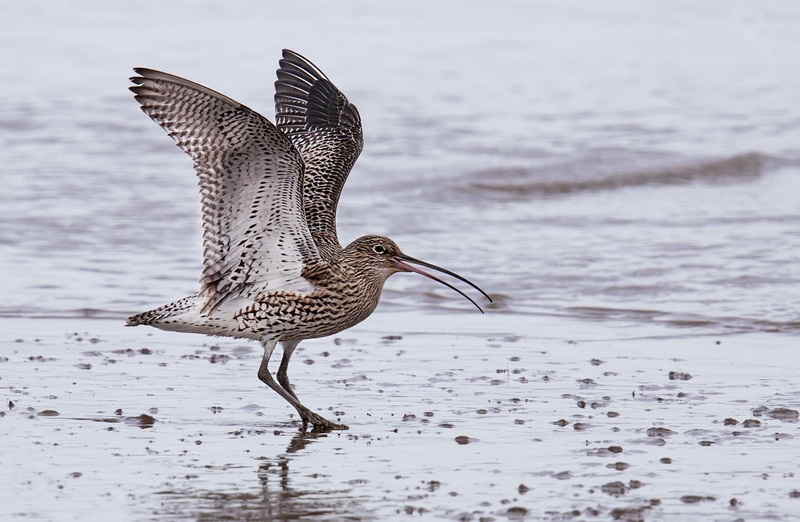 Eurasian Curlew - Dee Estuary - North Wales