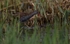 05 ANDY COTTON_WATER RAIL HUNTING