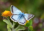 Chalkhill Blue