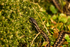 Adder - Beach along Suffolk Coast