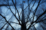 Last Leaves