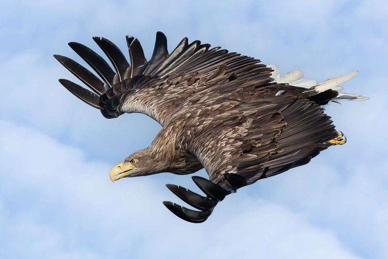 White Tailed Eagle - Isle of Mull - Scotland