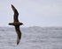 White-chinned Petrel in flight, South Africa