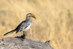 Southern Yellow-billed Hornbill