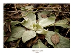 Verbascum thapsus 1