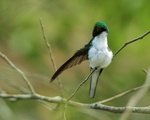 Purple-crowned Fairy (female) preening, Gamboa, Panama