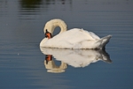Mute Swan