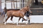 BPP_0517