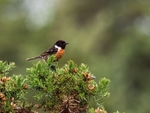 Stonechat