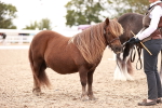 Class414 - Best maine & Tail - Adult portfolio