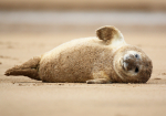 Grey Seal Pup