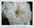 Rosa damascena 'Mme Hardy' 2