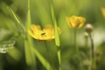 Buttercup