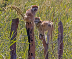 Patas Monkeys