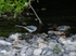Grey Wagtail