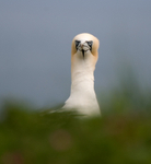 Gannet