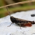 Omocestus rufipes (Woodland Grasshopper) M