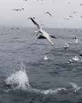 Gannets_0011
