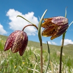 Mountain fritillary (Fritillaria montana ) 