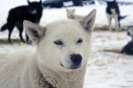 Husky 2782