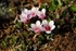 Purple Saxifrage 7387