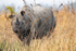 A gentle rhinoceros