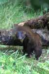 Pine Marten