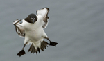 RAZORBILL