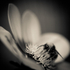 Dahlia and Bee