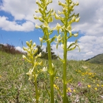 Lesser butterfly orchid (Platanthera bifolia)