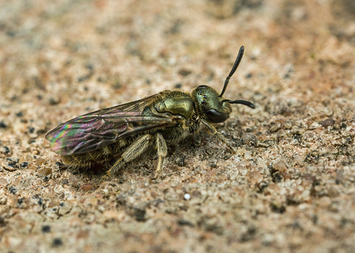 Halictus - Mining Bees