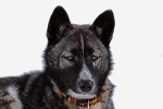 Husky 2732