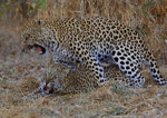 Mating Leopards