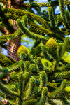 Monkey Puzzle tree-8023