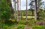 Uath Lochans, Highland