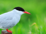Arctic Tern on post, close view, Farne Islands